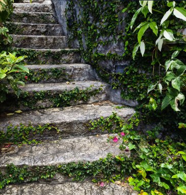 Canlı bitkiler ve çiçekler dizisi tarafından güzel tasarlanmış bir bahçede taş merdiven..