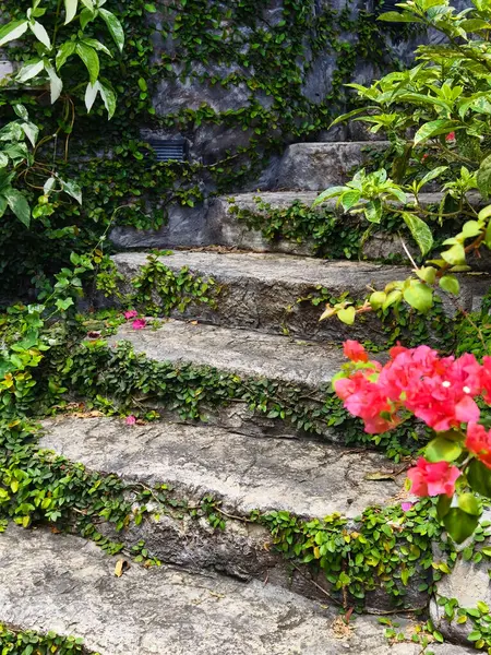 Canlı bitkiler ve çiçekler dizisi tarafından güzel tasarlanmış bir bahçede taş merdiven..