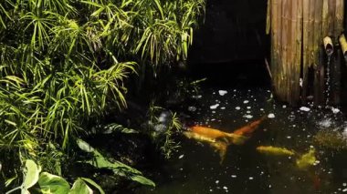 Güzel bir şelale ve zarifçe yüzen balıklarla dolu sakin bir gölet..