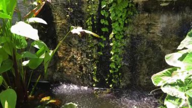 Güzel bir şelale ve zarifçe yüzen balıklarla dolu sakin bir gölet..