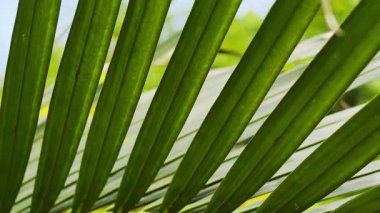 Güzel palmiye yaprakları rengarenk bir bahçede yavaşça sallanıyor..