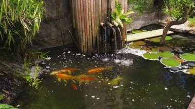 Güzel bir şelale ve zarifçe yüzen balıklarla dolu sakin bir gölet..