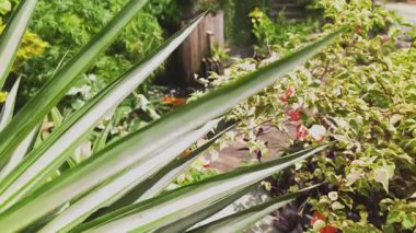 Güzel bir şelale ve zarifçe yüzen balıklarla dolu sakin bir gölet..