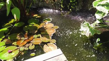 Güzel bir şelale ve zarifçe yüzen balıklarla dolu sakin bir gölet..