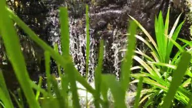 Cazibesini arttıran canlı bitkilerle ve engebeli kayalarla çevrili verimli bir bahçede zarif bir şelale.