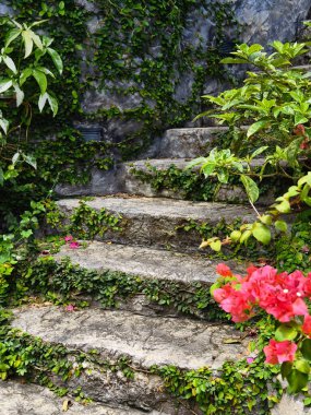 Canlı bitkiler ve çiçekler dizisi tarafından güzel tasarlanmış bir bahçede taş merdiven..