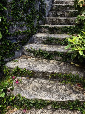 Canlı bitkiler ve çiçekler dizisi tarafından güzel tasarlanmış bir bahçede taş merdiven..