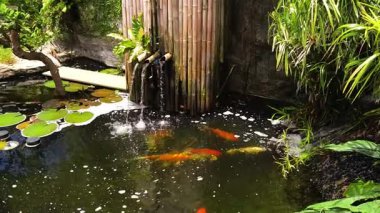 Güzel bir şelale ve zarifçe yüzen balıklarla dolu sakin bir gölet..