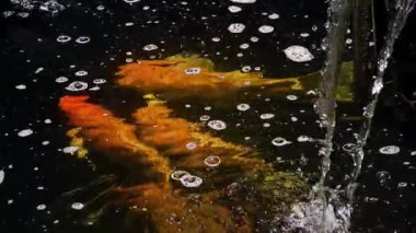 Canlı renkli bir balık grubu zarif bir şekilde dingin bir gölette yüzüyor..