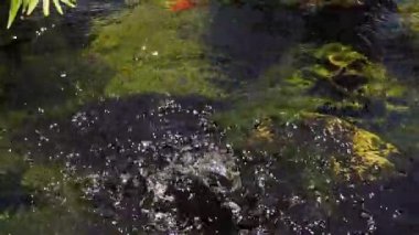 Güzel bir şelale ve zarifçe yüzen balıklarla dolu sakin bir gölet..