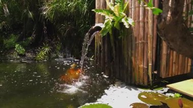 Güzel bir şelale ve zarifçe yüzen balıklarla dolu sakin bir gölet..