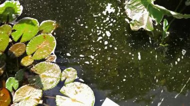 Güzel bir şelale ve zarifçe yüzen balıklarla dolu sakin bir gölet..