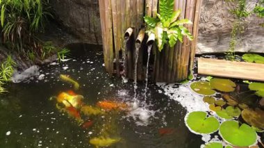 Güzel bir şelale ve zarifçe yüzen balıklarla dolu sakin bir gölet..