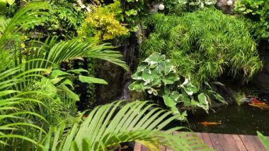 Güzel bir şelale ve zarifçe yüzen balıklarla dolu sakin bir gölet..