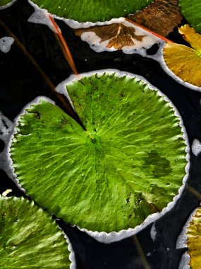 Bir grup canlı yeşil su zambağı sakin bir göletin sakin yüzeyinde nazikçe süzülüyor..