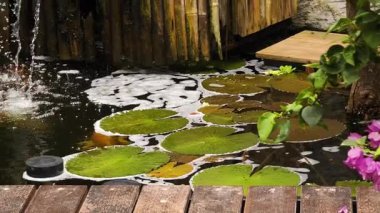 Güzel bir şelale ve zarifçe yüzen balıklarla dolu sakin bir gölet..