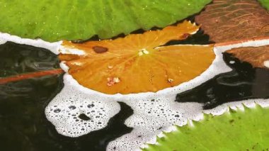 Bir grup canlı yeşil su zambağı sakin bir göletin sakin yüzeyinde nazikçe süzülüyor..