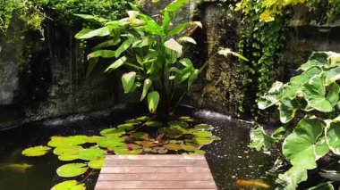 Güzel bir şelale ve zarifçe yüzen balıklarla dolu sakin bir gölet..