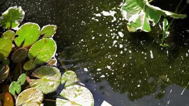 Güzel bir şelale ve zarifçe yüzen balıklarla dolu sakin bir gölet..