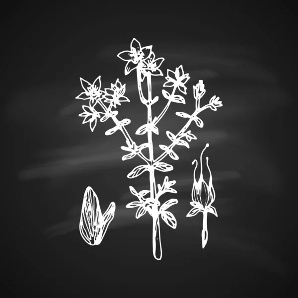 Hypericum Paressé Stylo Gel Blanc Sur Fond Noir — Image vectorielle