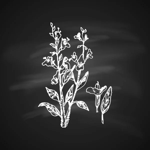 Silhouette Bianca Della Salvia Dipinto Una Penna Gel Sfondo Nero — Vettoriale Stock