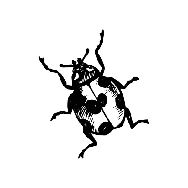 在白色背景上画了一支黑胶笔画的可爱的Coccinellidae — 图库矢量图片