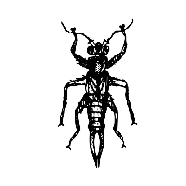 Black Silhouette Beetle Forficula Drawn Gel Pen Background — Stock Vector