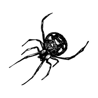 Örümceğin siyah silueti beyaz arka plana bir jel kalem çizdi.