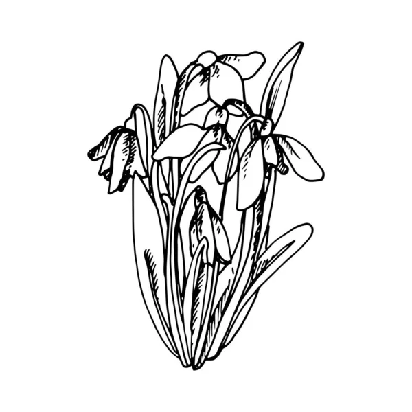 Black Silhouette Flower Galanthus Painted Gel Pen White Background — Stock Vector