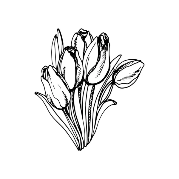 Lindo Tulipán Flor Encantadora Pintó Una Pluma Gel Negro Sobre — Archivo Imágenes Vectoriales