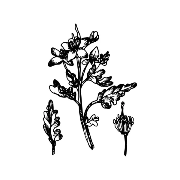 Black Silhouette Celandine Painted Gel Pen White Background — Archivo Imágenes Vectoriales