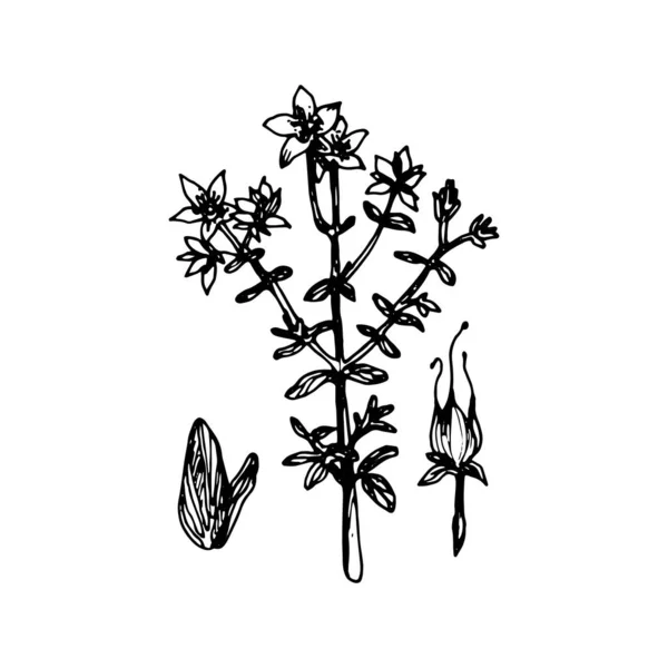 Hypericum Paited Black Gel Pen White Background — Archivo Imágenes Vectoriales