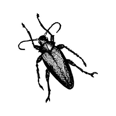 Longhorn Beetle Icon Painted a White Gel Pen on White Background