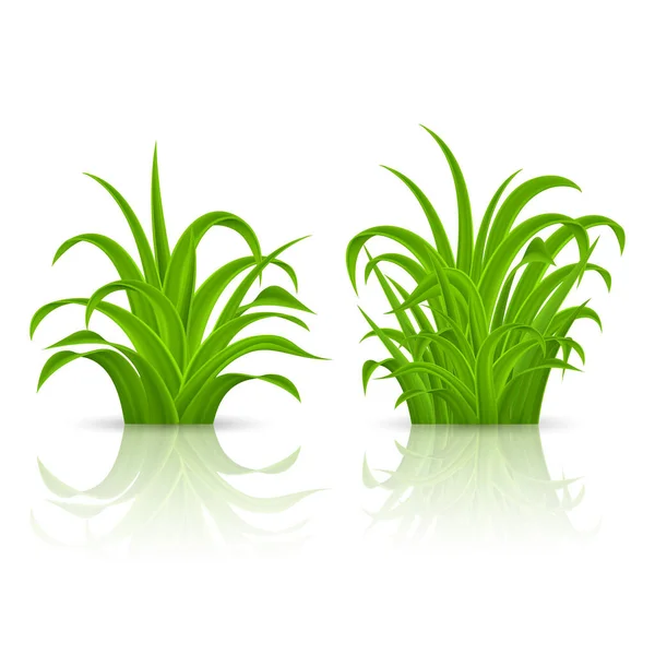 春のデザインのための新鮮な緑の草の要素 白を基調としたイラスト — ストックベクタ