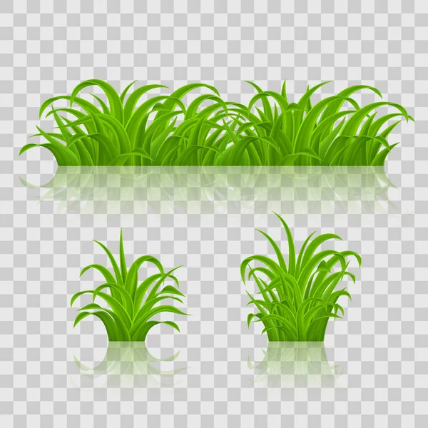 Backgrounds Green Grass Isolated Transparent Background — Stock Vector