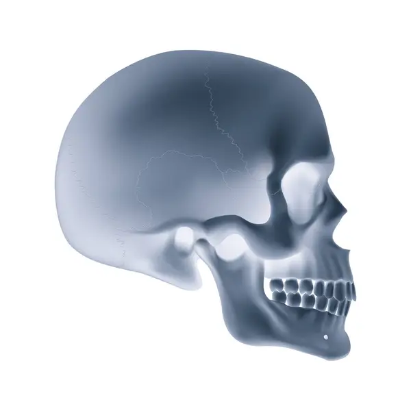 Craniul Uman Ilustrație Pentru Medicină Știință Sau Pentru Design Joc Vector de stoc