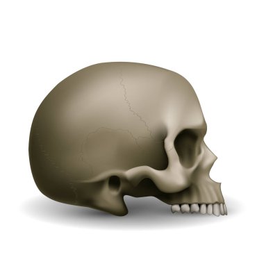 Gölge Efektli İnsan Kafatası. Tıp, Bilim veya Beyaz Arkaplan Üzerine Bir Oyun Tasarımı için İllüstrasyon