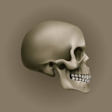 İnsan Kafatası. Tıp, Bilim veya Oyun Tasarımı için İllüstrasyon