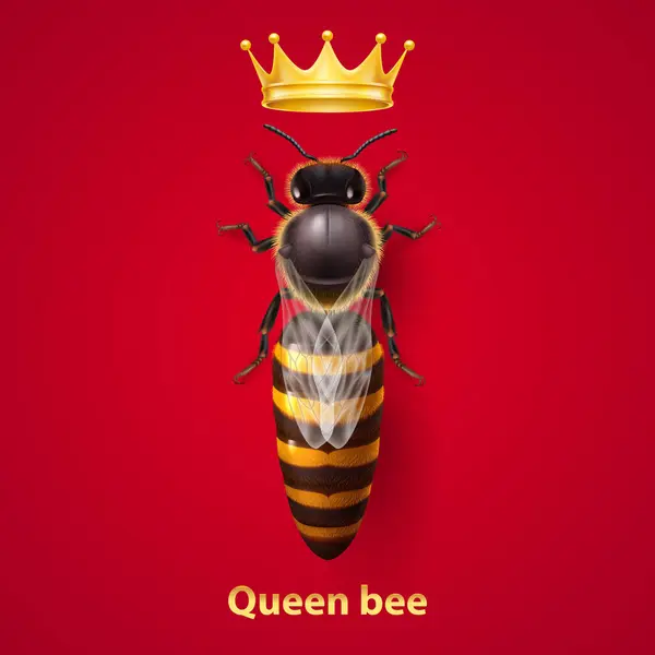 stock vector Realistic Bee Queen Mother with Golden Crown. Detailed Illustration of a Queen Bee on Red Background. Macro Insect, Concept of Food Industry, or Beekeeping