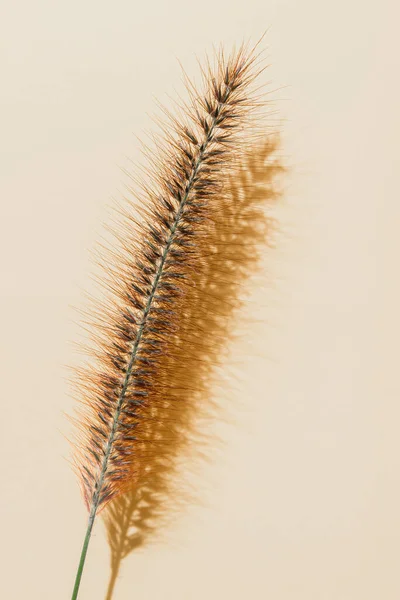 Single blade of dry fountain grass with shadow