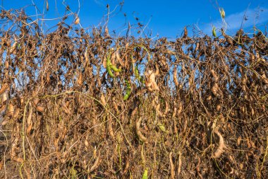 Organik fasulye ekimi, hasattan önce olgunlaşmış bakla