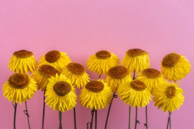 Macro view, head of dry strawflower xerochrysum bracteatum flower