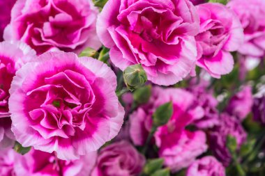 Red carnations bouquet close-up
