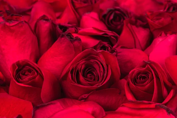 Gedroogde Rode Bloemen Rozen Close — Stockfoto