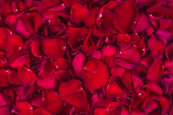 Background of red rose petals top view