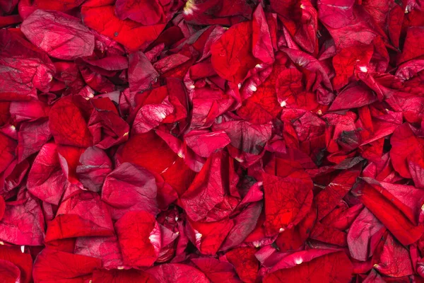 Pozadí Sušené Červené Růže Okvětní Lístky Horní Pohled — Stock fotografie
