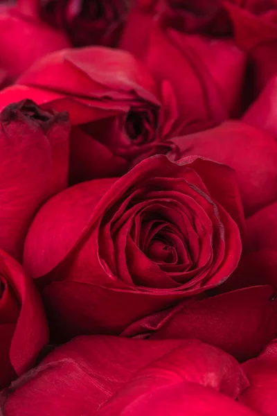 Szárított Vörös Virágok Rózsa Közelkép Jogdíjmentes Stock Fotók