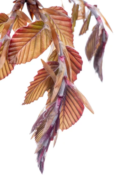 Плетение Бука Красными Молодыми Листьями Изолированы Белом Фоне — стоковое фото