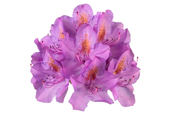 Rhododendron Kukka Pää Eristetty Valkoisella Taustalla — kuvapankkivalokuva