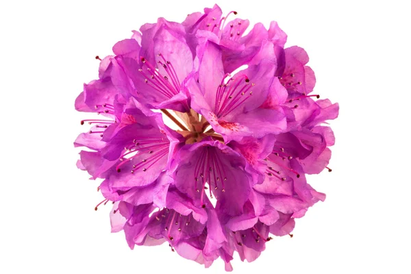 Rododendron Głowica Kwiat Izolowane Białym Tle — Zdjęcie stockowe
